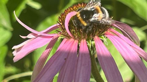 Bienen im Sommergarten